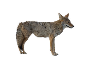 coyote isolated on transparent background - obrazy, fototapety, plakaty
