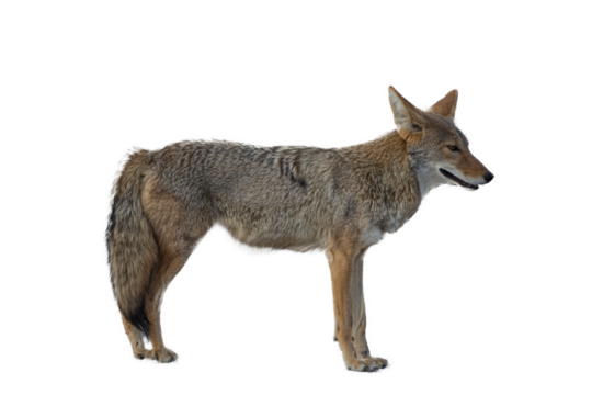 coyote isolated on transparent background
