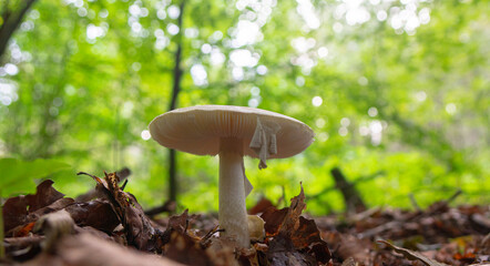 A forest mushroom growing among fallen leaves in the woods