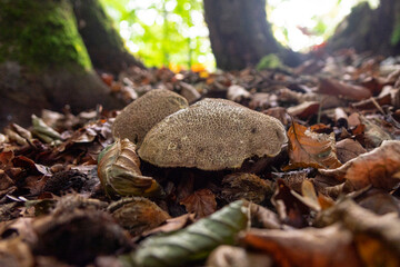 A forest mushroom growing among fallen leaves in the woods