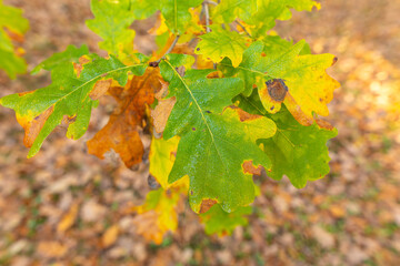 Autumn oak leaves in the park. Nature.