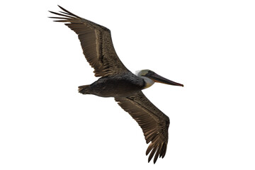 Pelican bird flying isolated on transparent background 