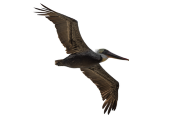 Pelican bird flying isolated on transparent background 