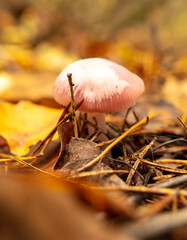 Inedible mushrooms grow in the autumn forest. Close-up