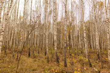 Trunks of young birches in the forest in autumn