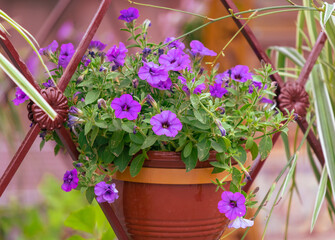 Purple flowers in a pot as decoration