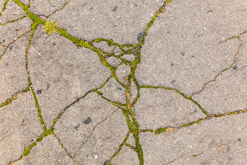 Obraz premium Cracked asphalt overgrown with moss as an abstract background