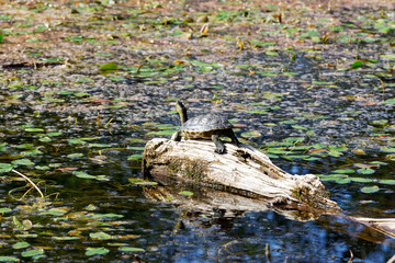 Yellow-bellied slider  turtle in Franchard pond. Fontainebleau forest