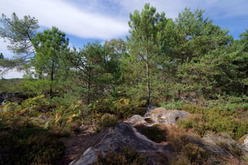 Fototapeta na wymiar Forest path and rocky chaos in the Apremont gorges. Fontainebleau forest