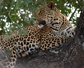 Leopard in Tree in Kruger National Park