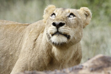African Female Lion Looking at Vultures in Kruger National Park