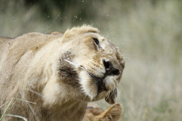 African Female Lion Shaking Her Head in Kruger National Park