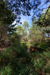 Wild boars pond in the Apremont gorges. Fontainebleau forest