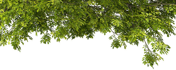 Obraz premium Isolate jungle tropics leafs foliage tree growth cutout backgrounds 3d illustration png