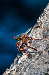 crab on rock