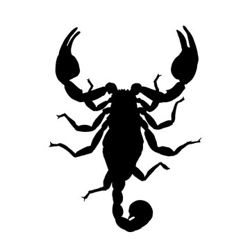 black scorpion silhouette on white background clip art preview