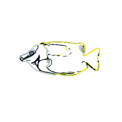 Color sketch of ornamental fish with a transparent background to learn coloring and logo elements