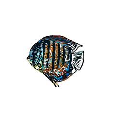 Color sketch of ornamental fish with a transparent background to learn coloring and logo elements
