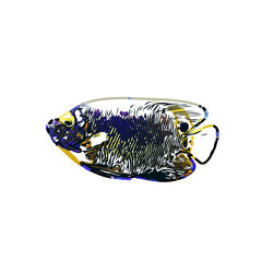 Color sketch of ornamental fish with a transparent background to learn coloring and logo elements