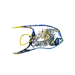 Color sketch of ornamental fish with a transparent background to learn coloring and logo elements