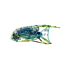 Color sketch of ornamental fish with a transparent background to learn coloring and logo elements