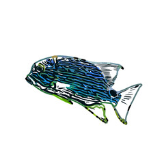 Color sketch of ornamental fish with a transparent background to learn coloring and logo elements