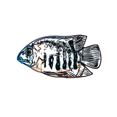 Color sketch of ornamental fish with a transparent background to learn coloring and logo elements