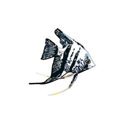 Color sketch of ornamental fish with a transparent background to learn coloring and logo elements