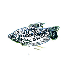 Color sketch of ornamental fish with a transparent background to learn coloring and logo elements