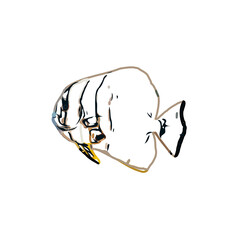 Color sketch of ornamental fish with a transparent background to learn coloring and logo elements