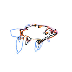Color sketch of ornamental fish with a transparent background to learn coloring and logo elements