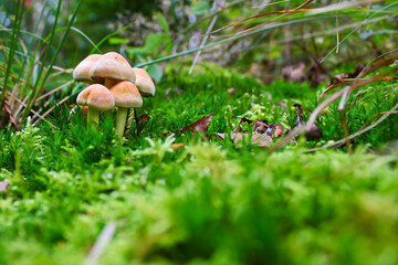 mushroom in the forest