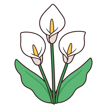 Calla Lily clip art preview