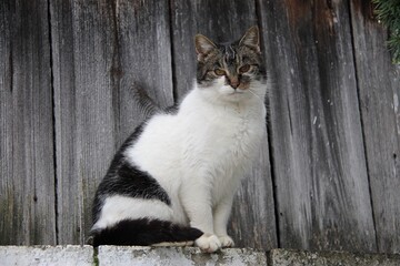 White and colourful old cat