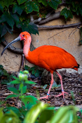 Ibis Rouge