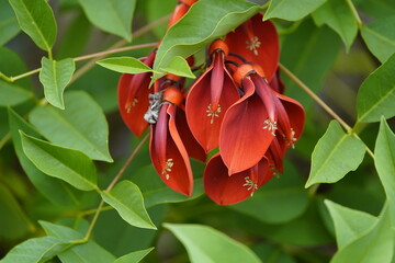 Flowers of Erythrina crista - galli L. Fabaceae family. Hanover, Germany.