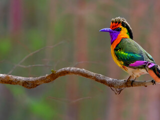A colorful bird sits on a branch in the forest 