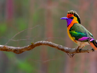 Obraz premium A colorful bird sits on a branch in the forest 