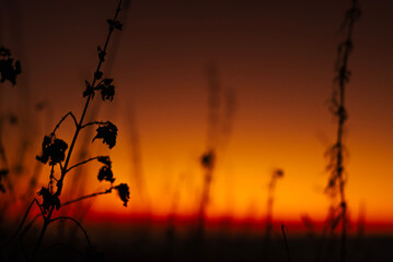 Obraz premium sunset in the field