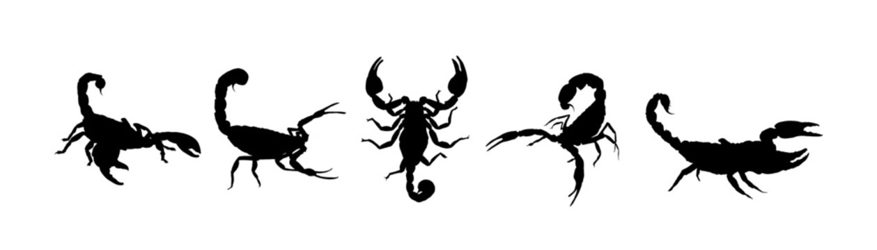 Set of  scorpion silhouette - vector illustration