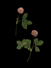 Set Of Clover Flowers Isolated on Black Background