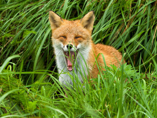 北海道摩周湖狐狸2023年9月