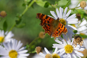 Comma butterfly (Polygonia c-album) perched on a daisy in Zurich, Switzerland