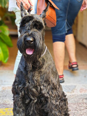 giant schnauzer breed dog