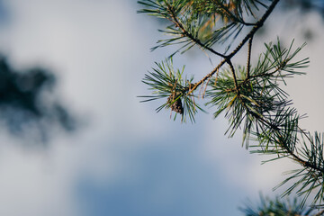spruce branches with cones against a blurred background