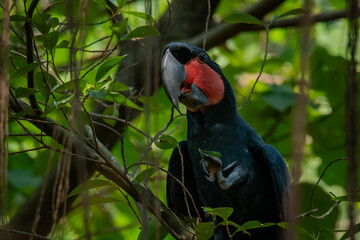 close up of a palm cockatoo, Probosciger aterrimus, natural bokeh background