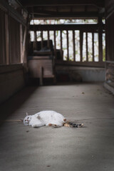 ねこねこにゃんにゃん