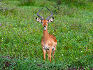 Impala in Kenya
Impala in Africa