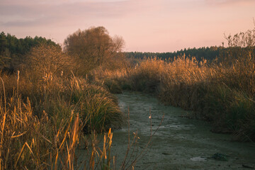 Sunset illuminates dry reeds on a muddy swamp, with pine trees on the background