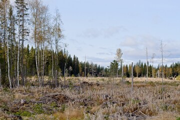 A fragment of a cleared forest in autumn colors - 655268732